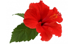 Hibiscus