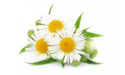 Chamomile